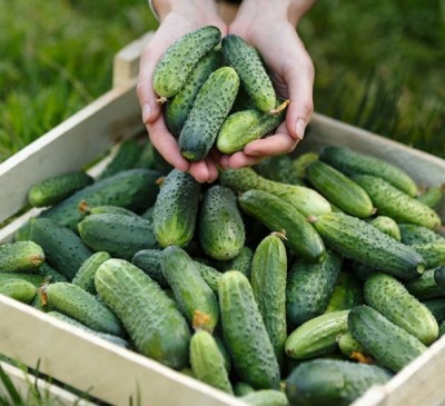 Cucumber Sremski F1 